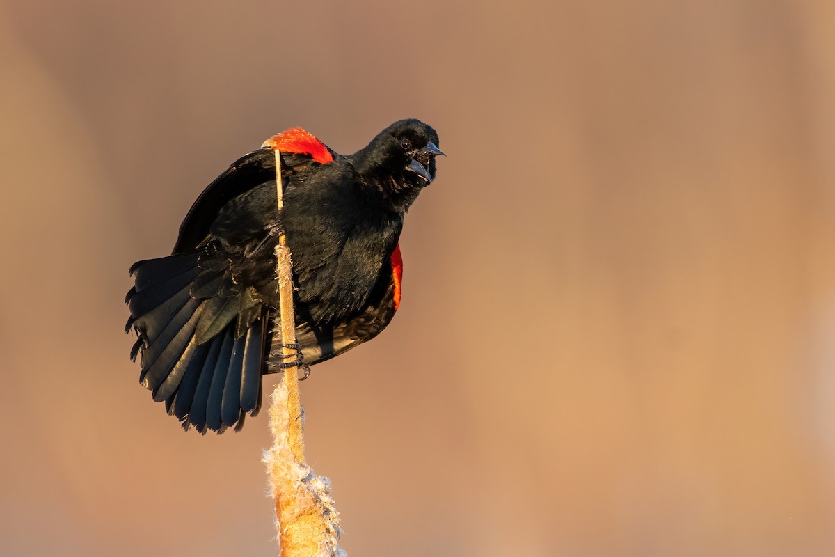 Red-winged Blackbird - Matthew Bode