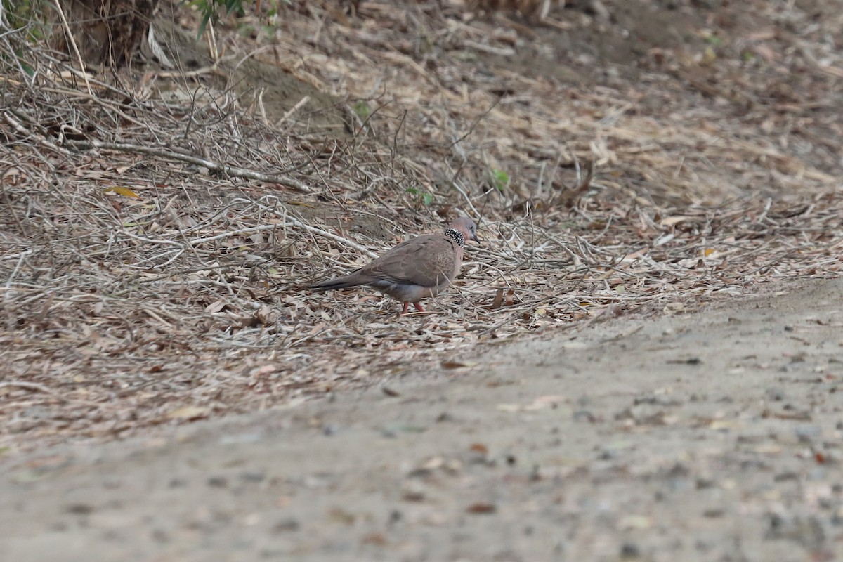 Spotted Dove - ML319134171