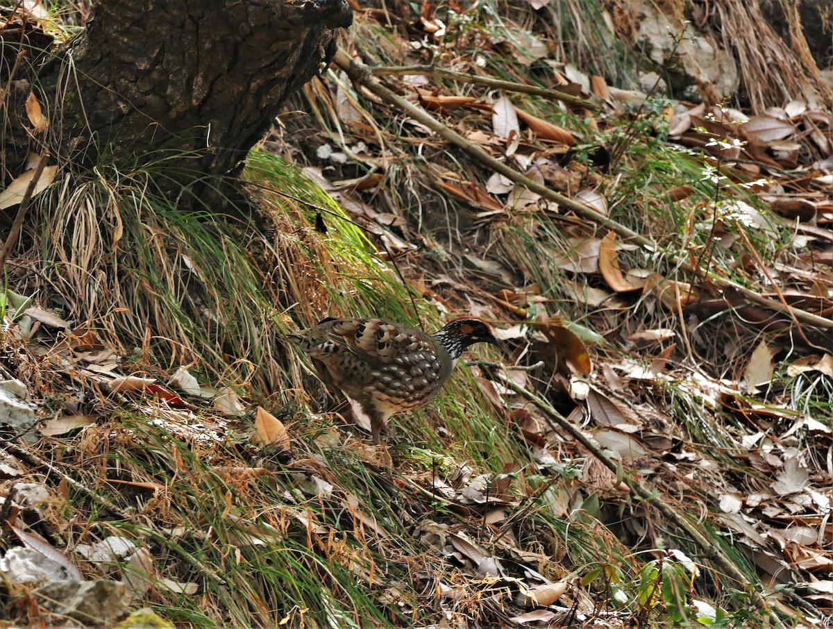 Hill Partridge - Virendra Singh