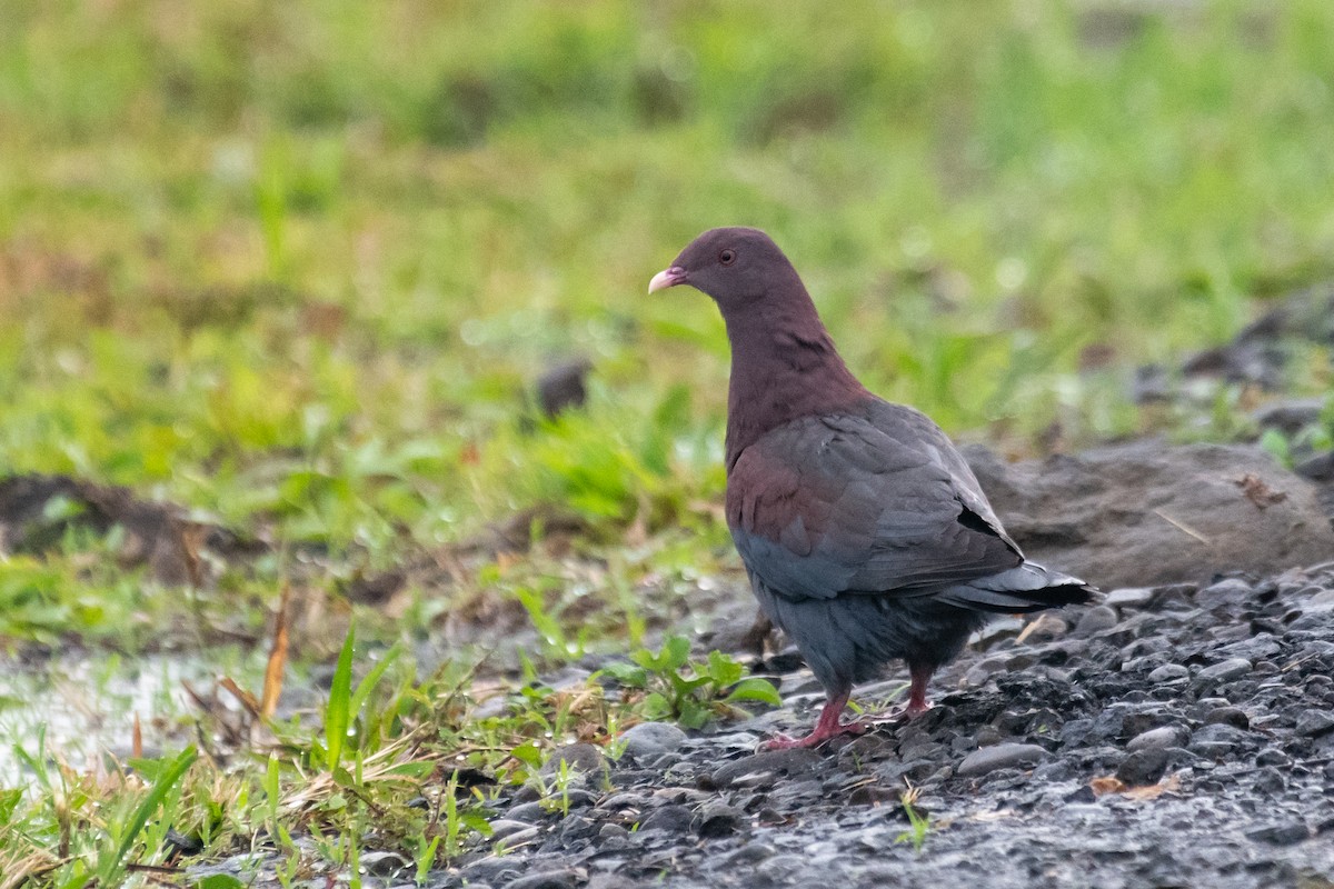 Red-billed Pigeon - ML319139611