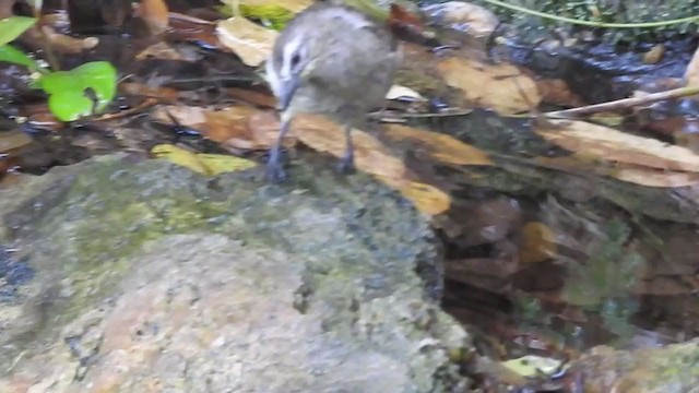 White-browed Bulbul - ML319139971