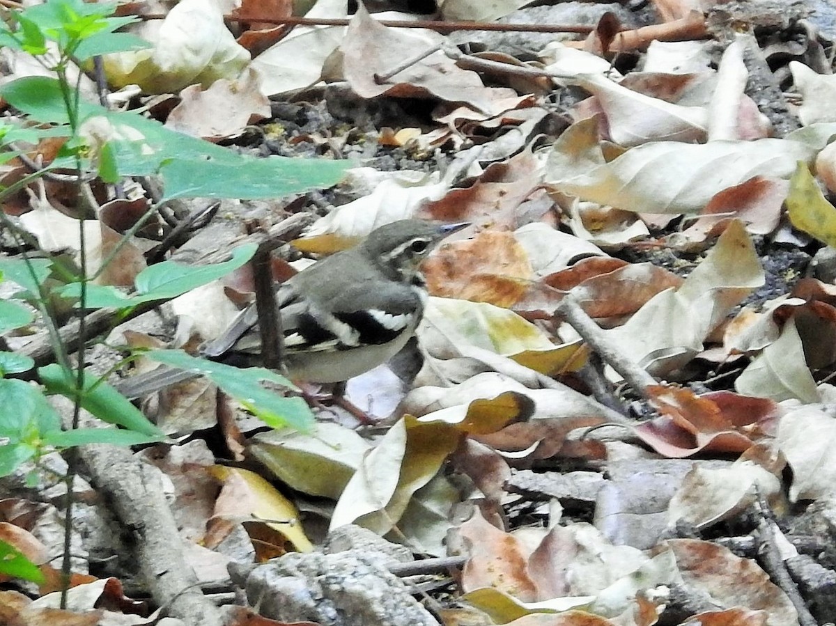 Forest Wagtail - Arulvelan Thillainayagam