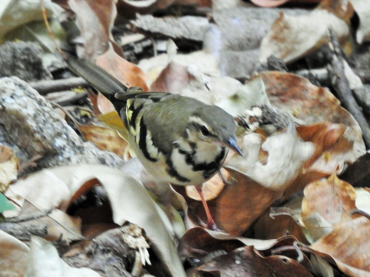 Forest Wagtail - Arulvelan Thillainayagam