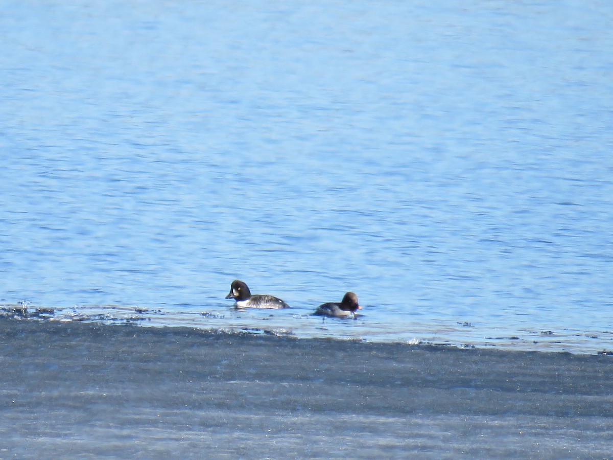 Barrow's Goldeneye - ML319140611