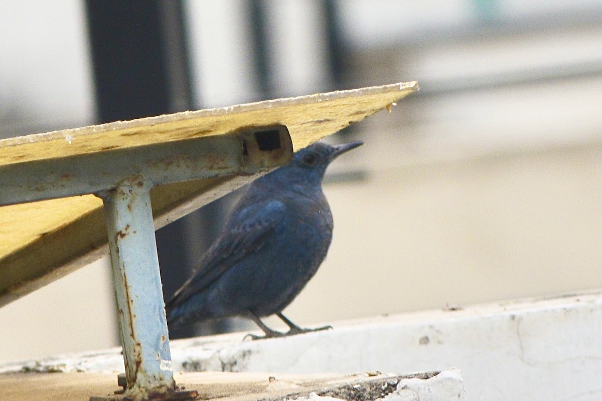 Blue Rock-Thrush - ML319140701