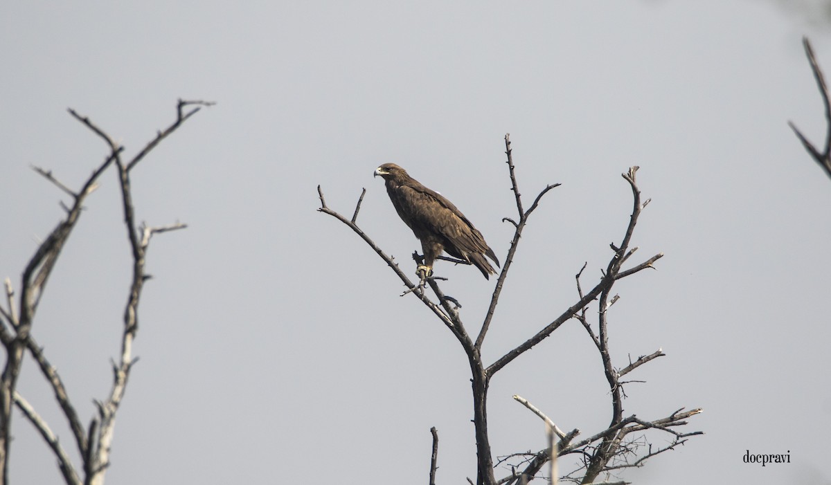 Greater Spotted Eagle - ML319140771