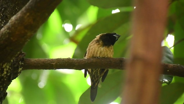 Black-throated Munia - ML319140881