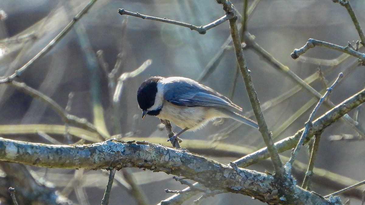 Carolina Chickadee - David Hebert