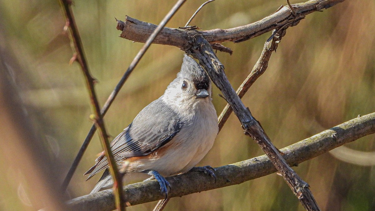 Tufted Titmouse - ML319140951