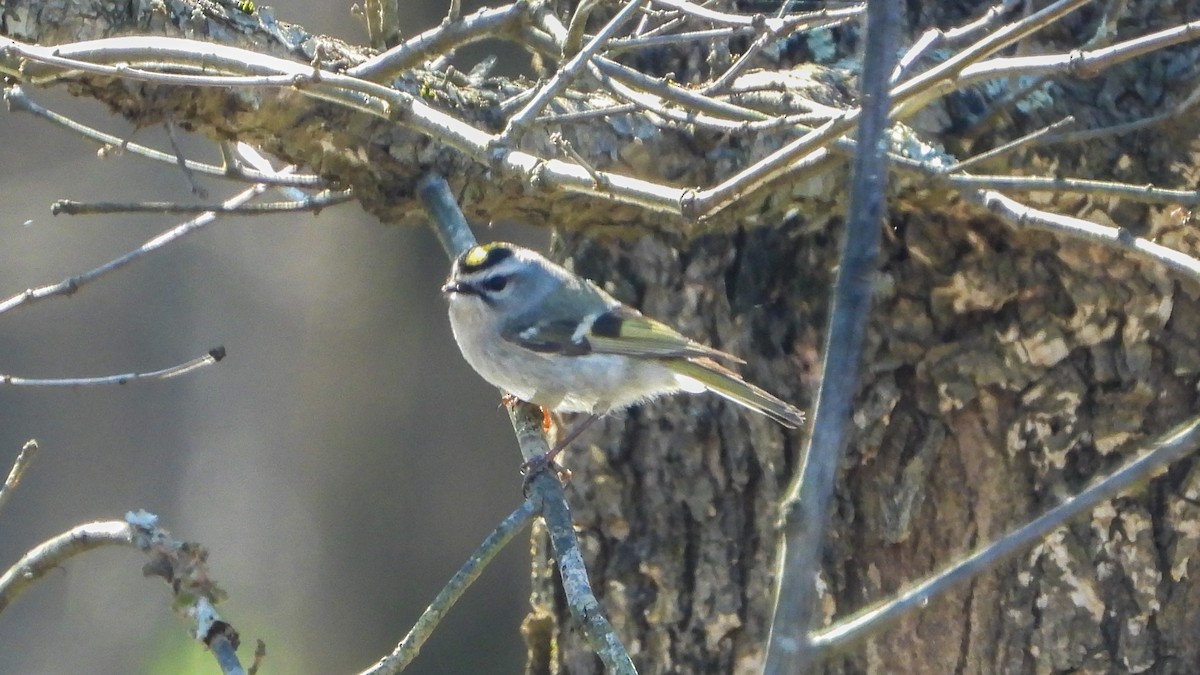 Golden-crowned Kinglet - ML319140981