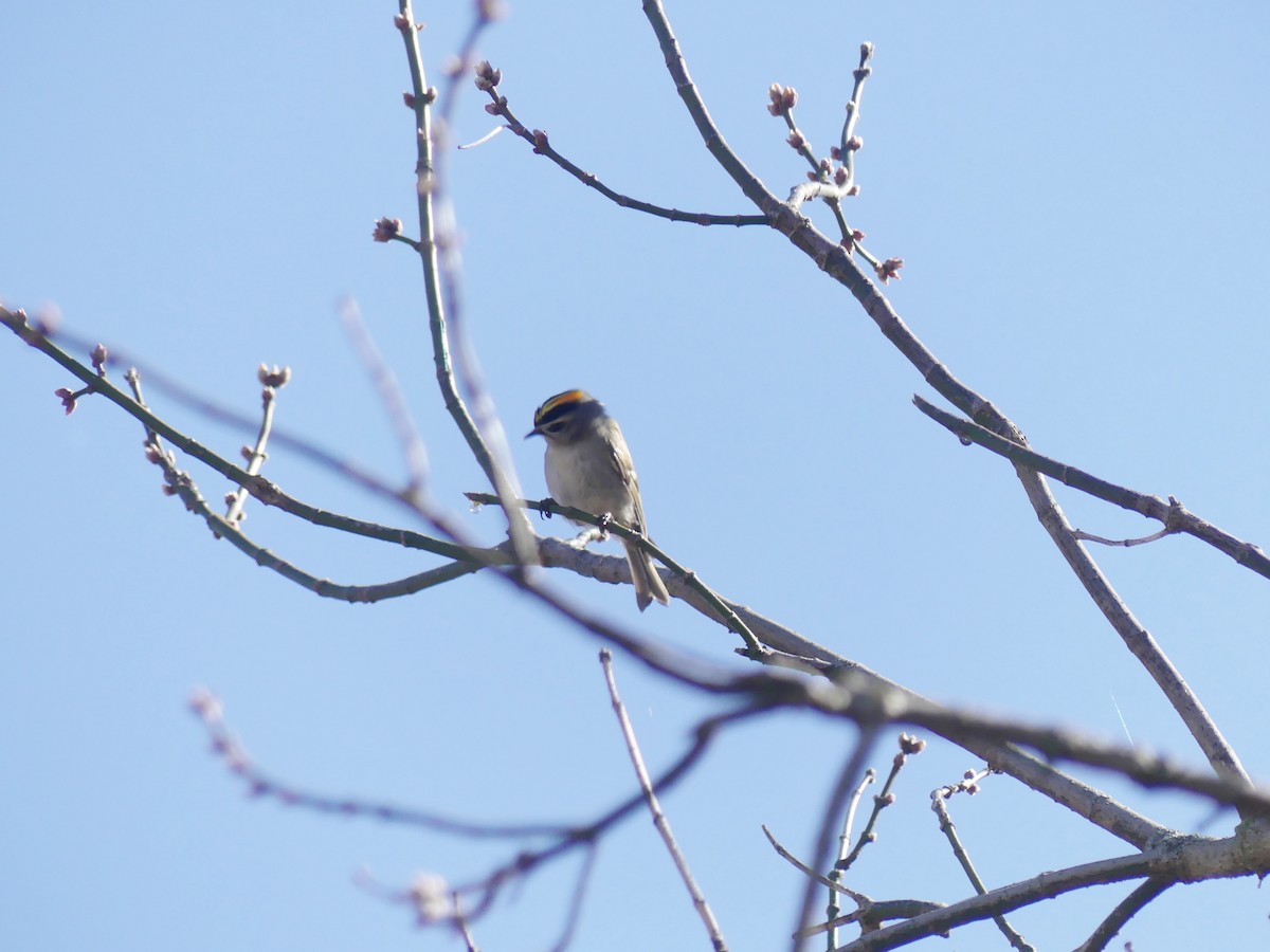 Golden-crowned Kinglet - Andy Maslowski