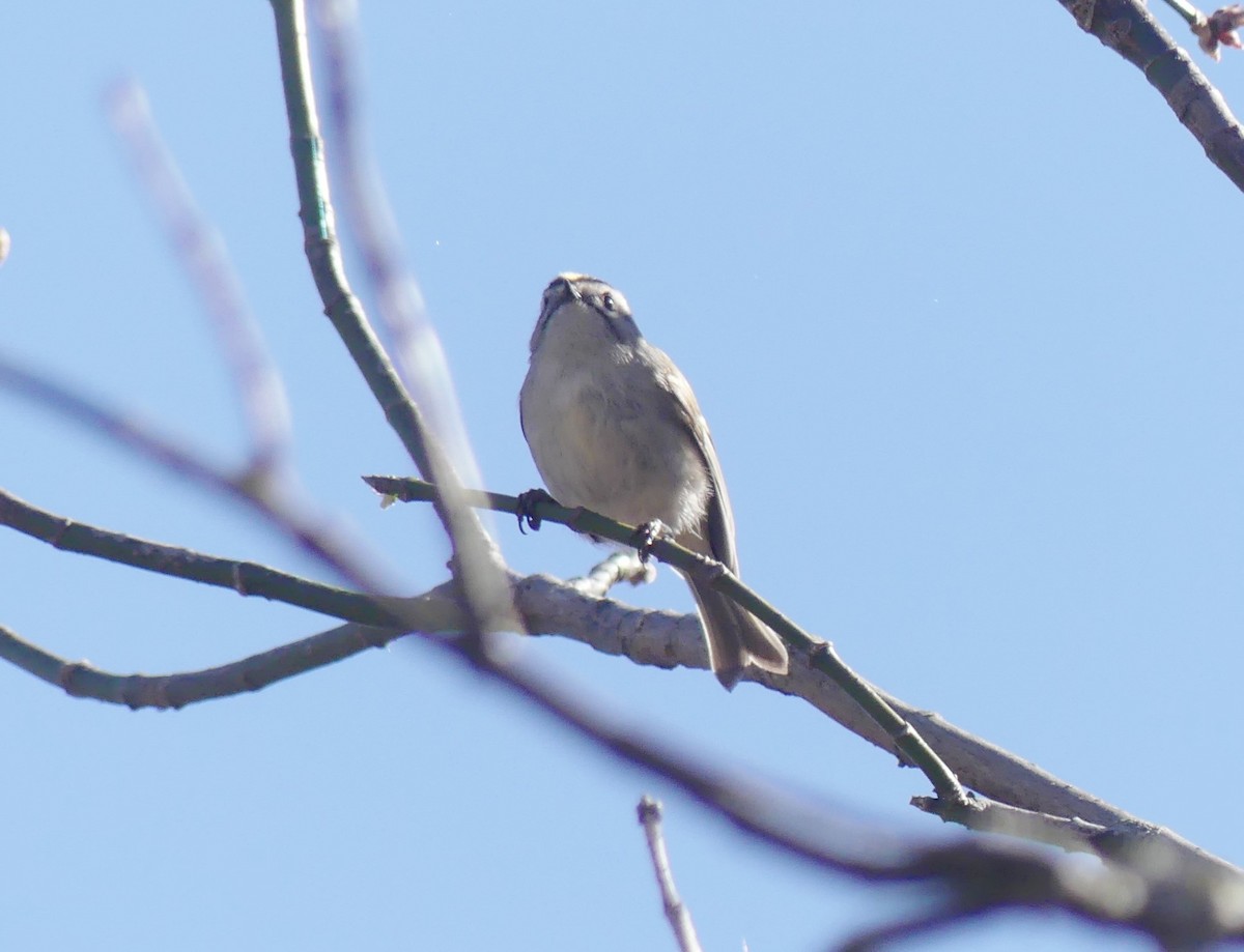 Golden-crowned Kinglet - ML319141091