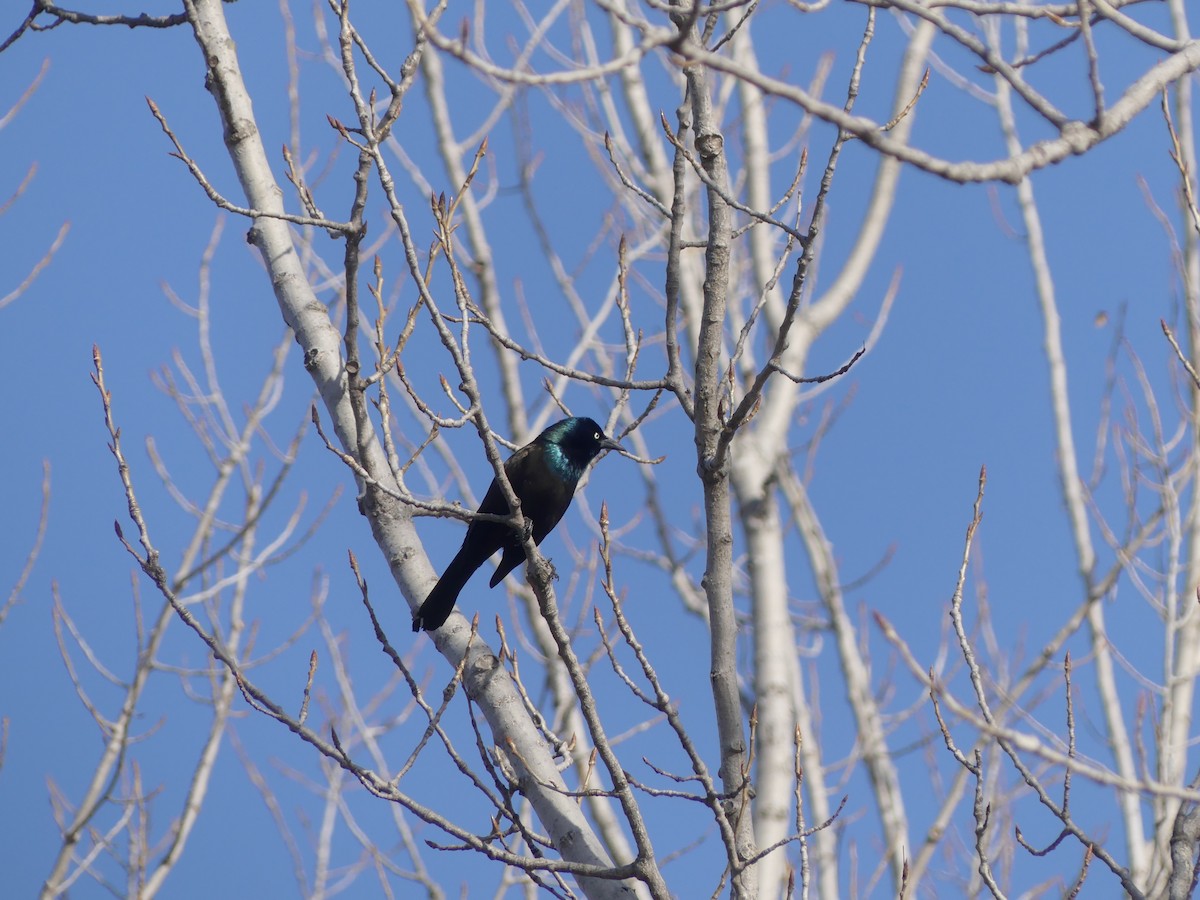 Common Grackle - ML319141111