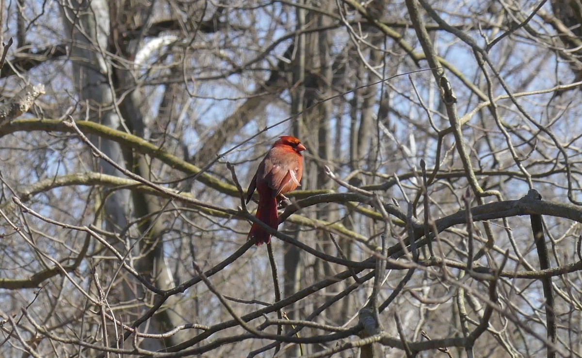 Cardinal rouge - ML319141141