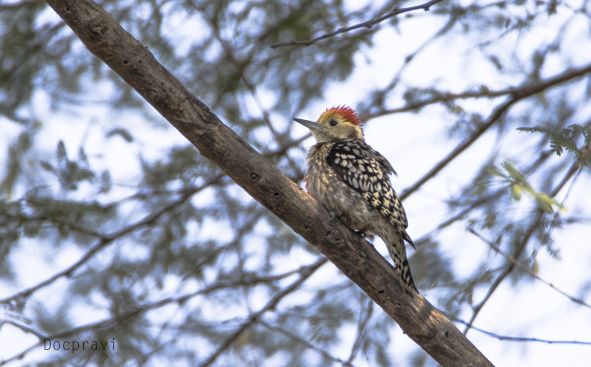 Yellow-crowned Woodpecker - ML319141151