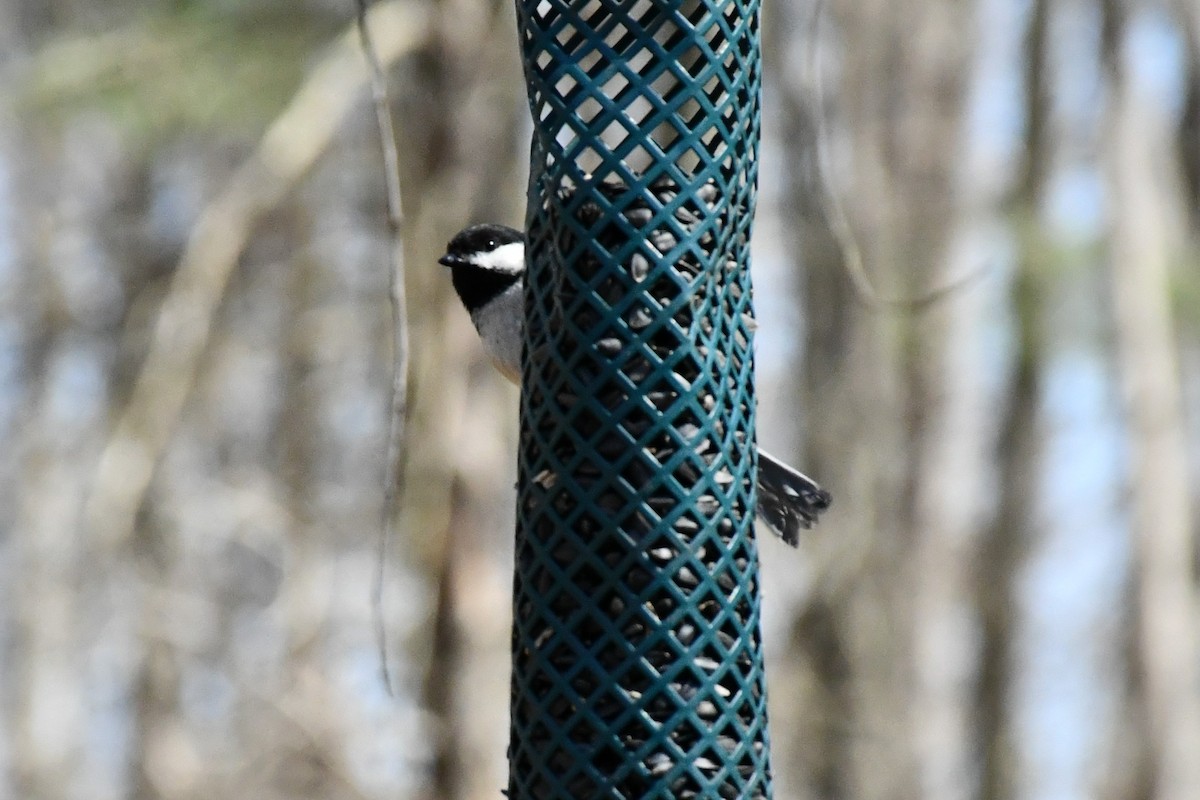 Black-capped Chickadee - ML319141681