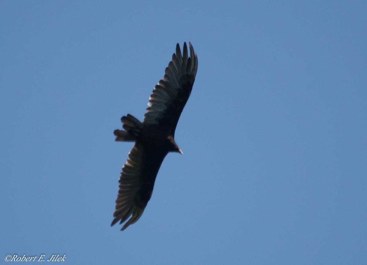 Turkey Vulture - ML31914241