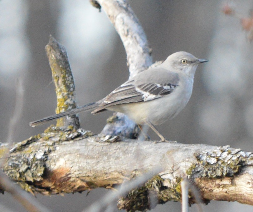 Northern Mockingbird - ML319143161