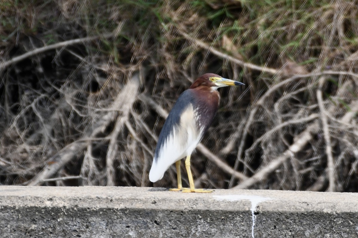 Chinese Pond-Heron - ML319143361