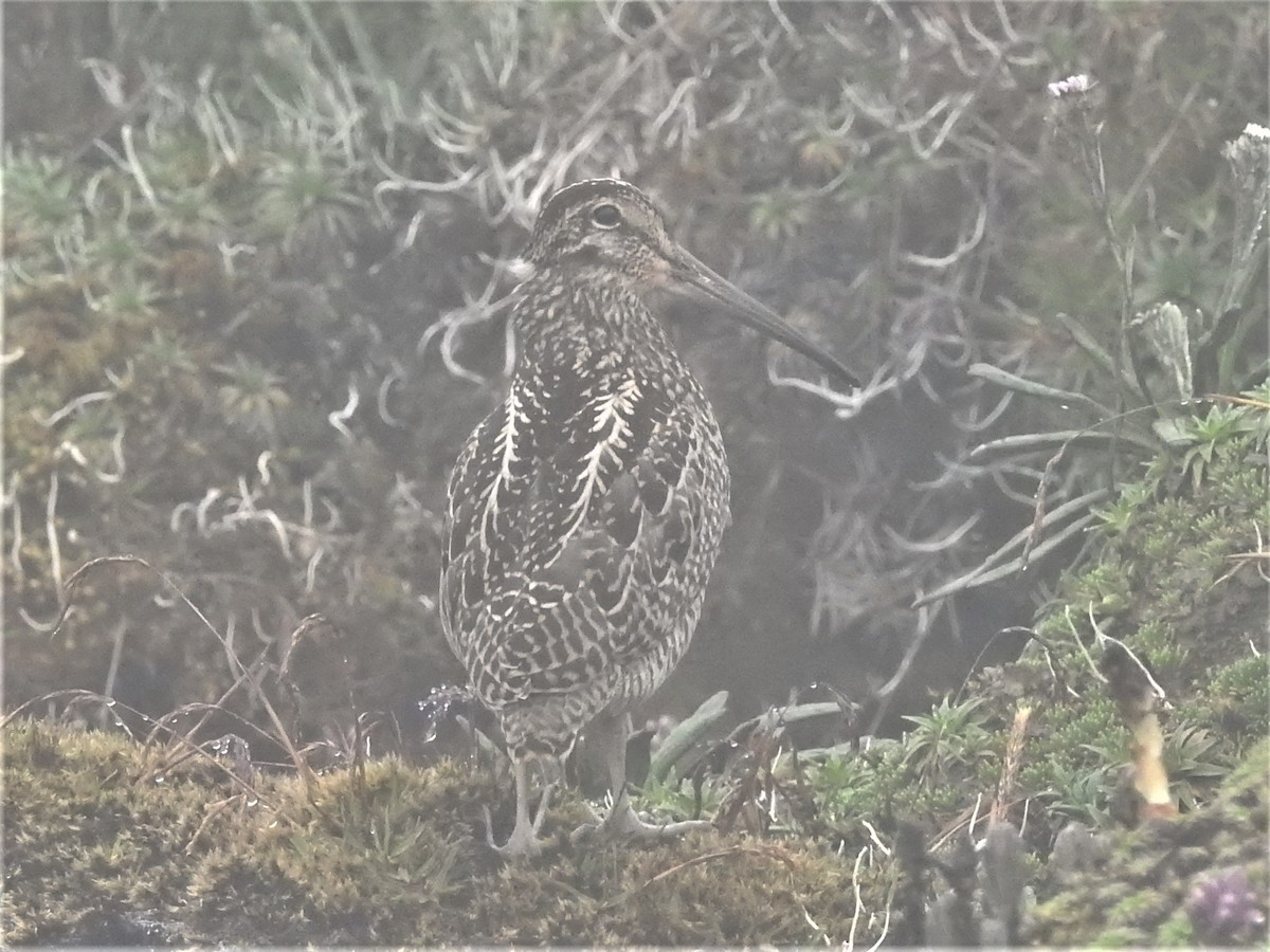 bekasina andská - ML319143611