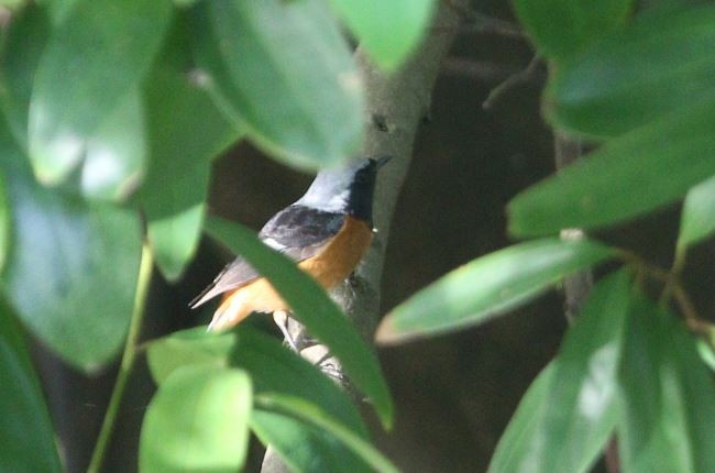 Daurian Redstart - ML319144321