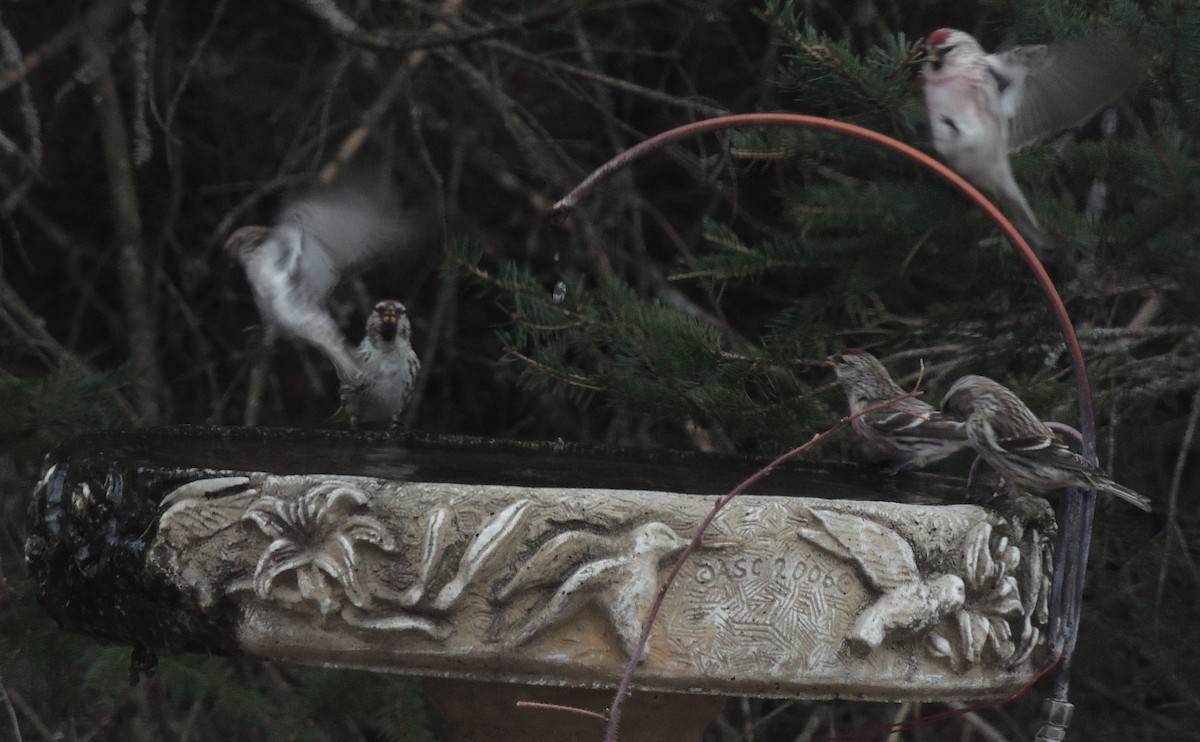 Redpoll (Common) - ML319144521