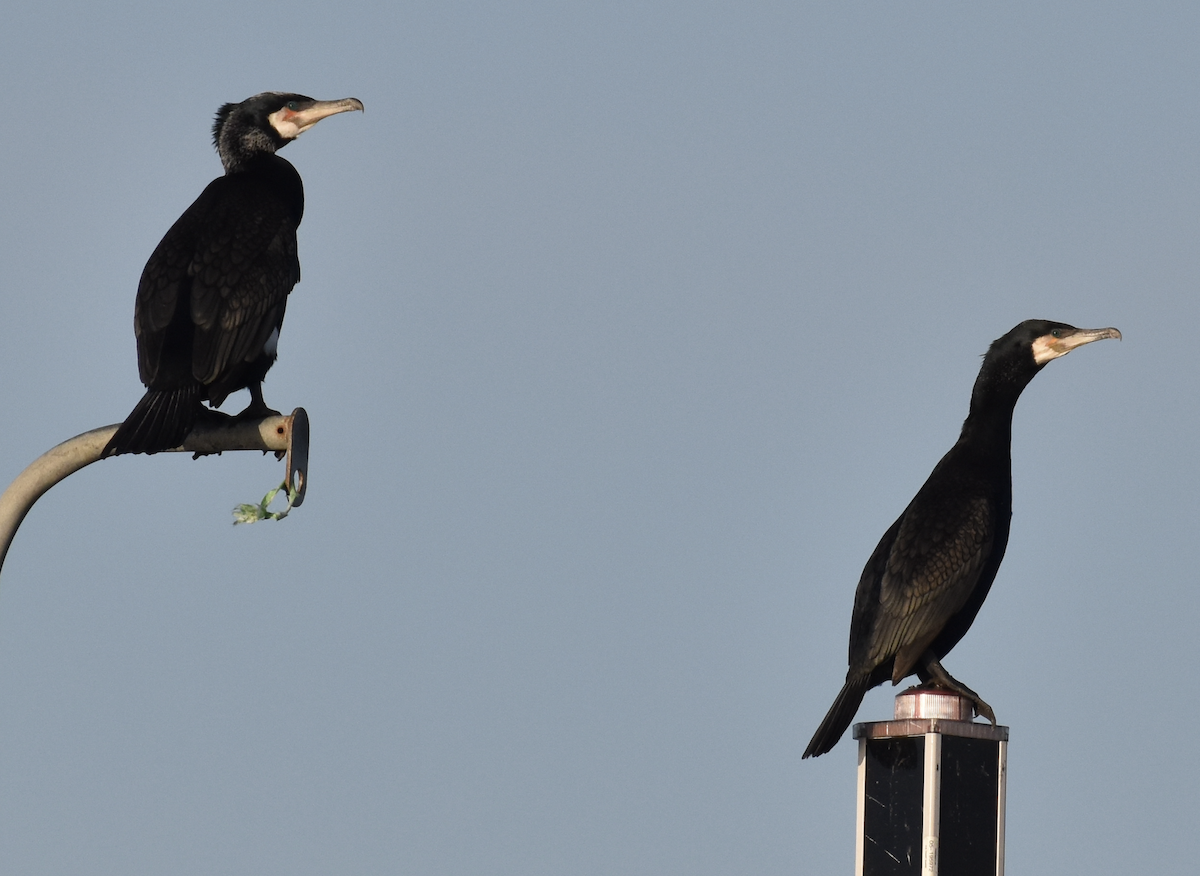 Great Cormorant (North Atlantic) - Melissa Laurino