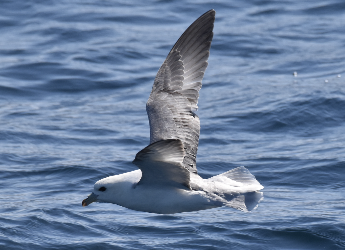 Northern Fulmar - Melissa Laurino