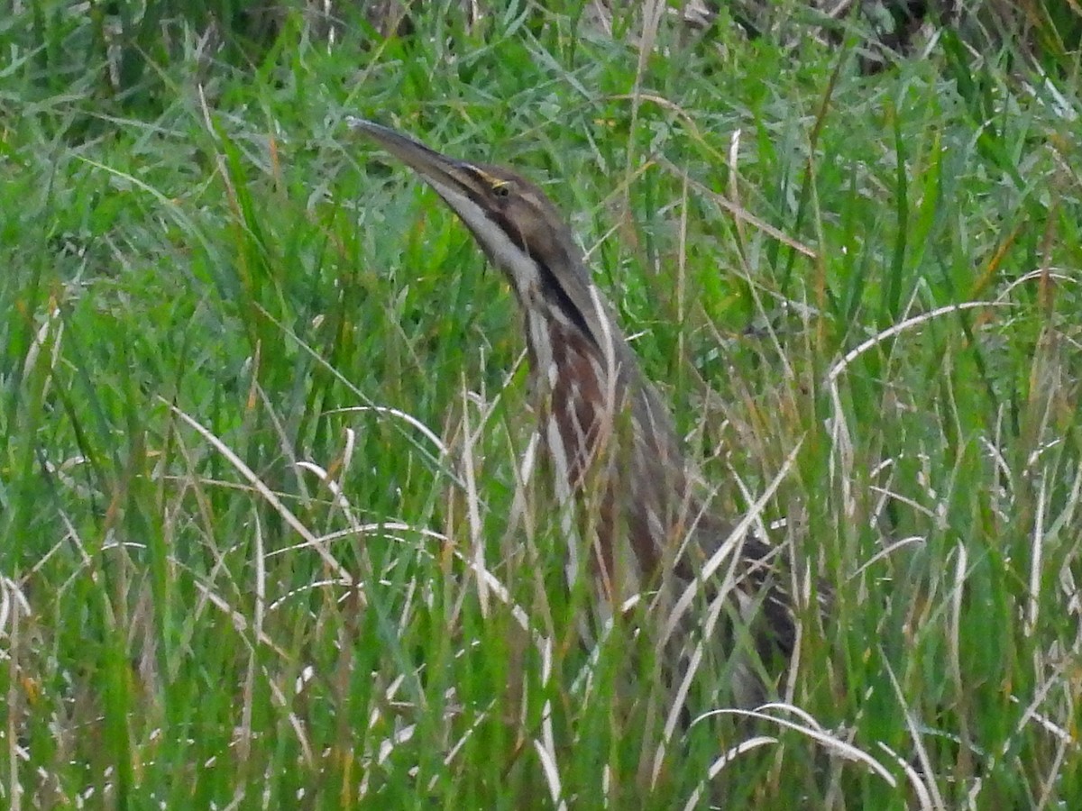 American Bittern - ML319150131