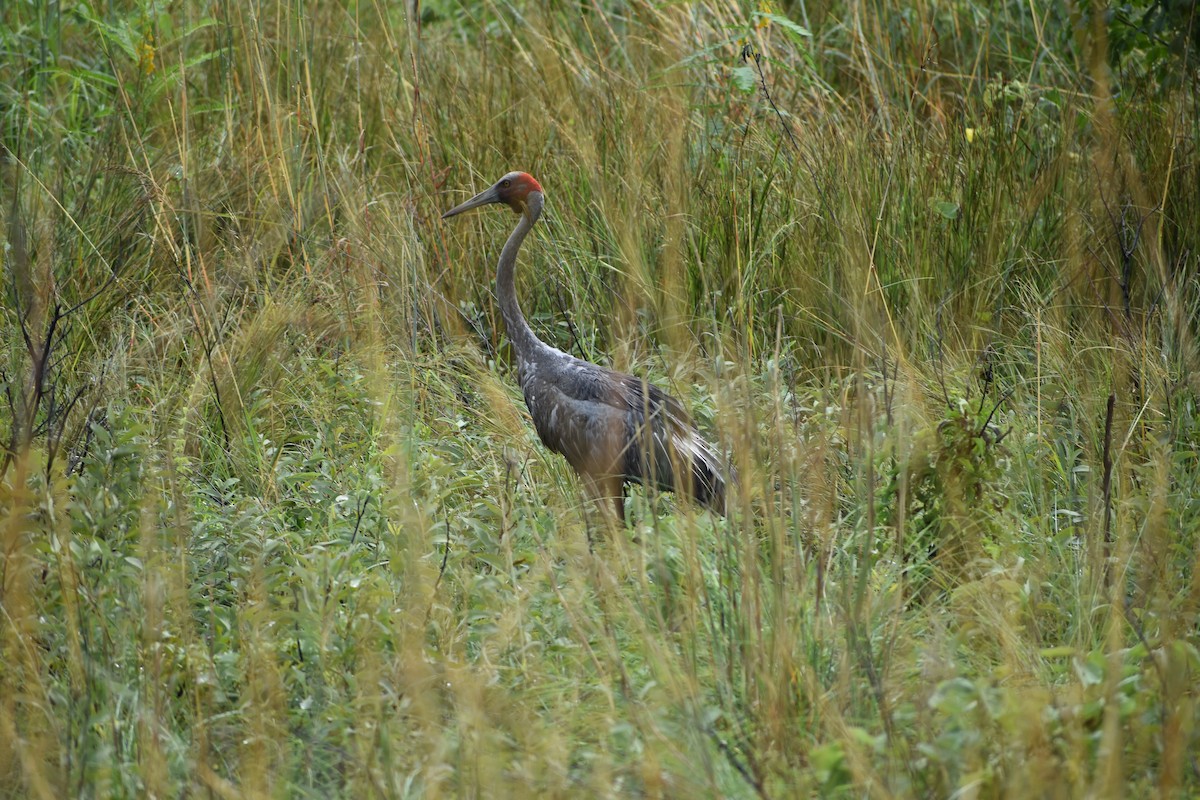 Brolga - ML319151611