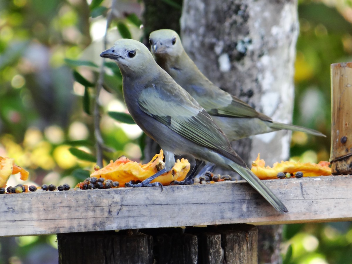 Palm Tanager - Rudi Laps