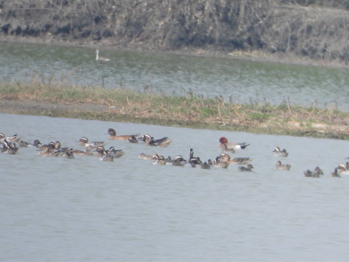 Eurasian Wigeon - Ben Weil