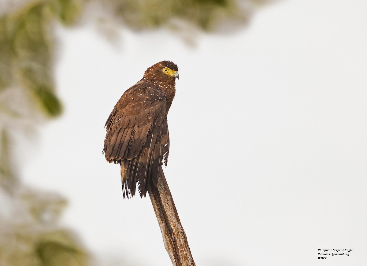 Philippine Serpent-Eagle - ML319153801