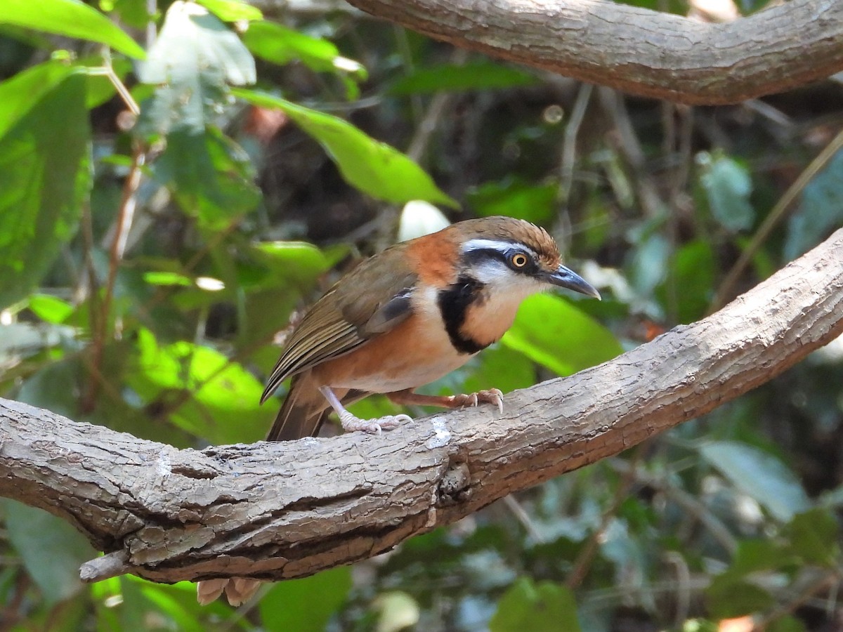 Lesser Necklaced Laughingthrush - Ben Weil