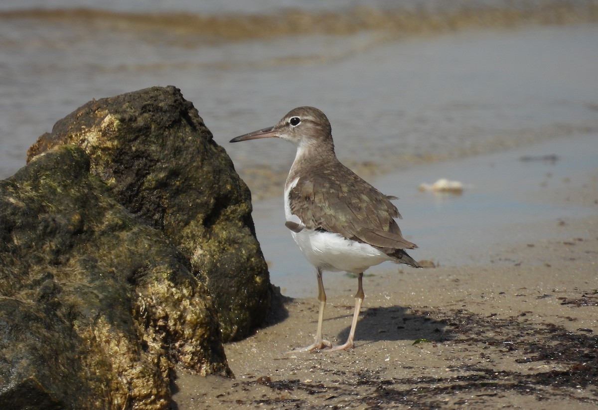 Spotted Sandpiper - Carly Wainwright