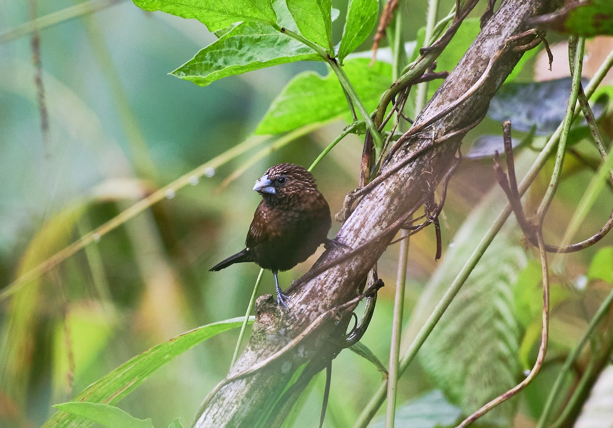 Streak-headed Munia - ML319155101