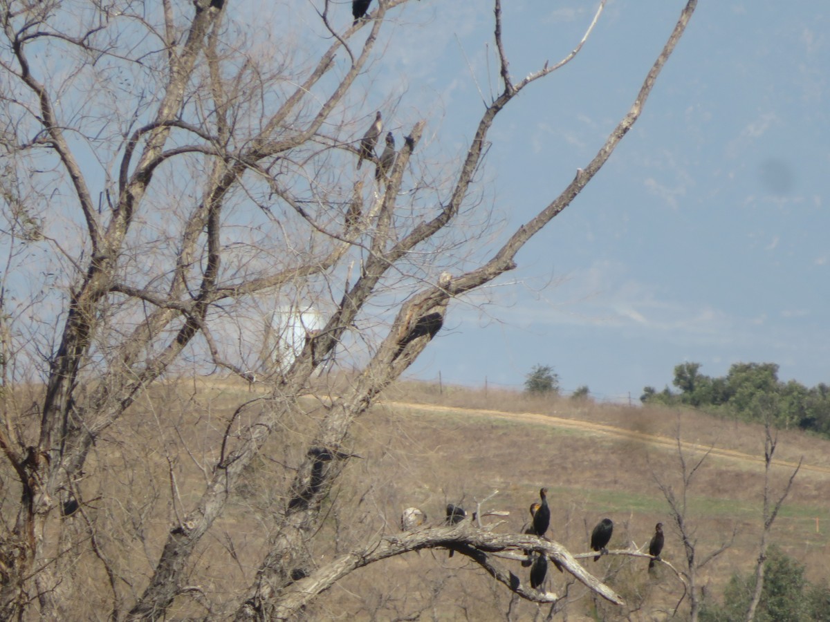 Neotropic Cormorant - ML319157241