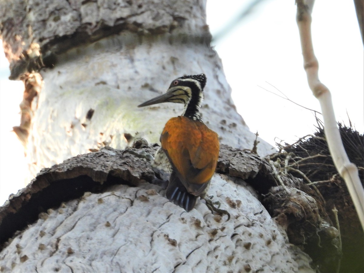 Greater Flameback - Ben Weil