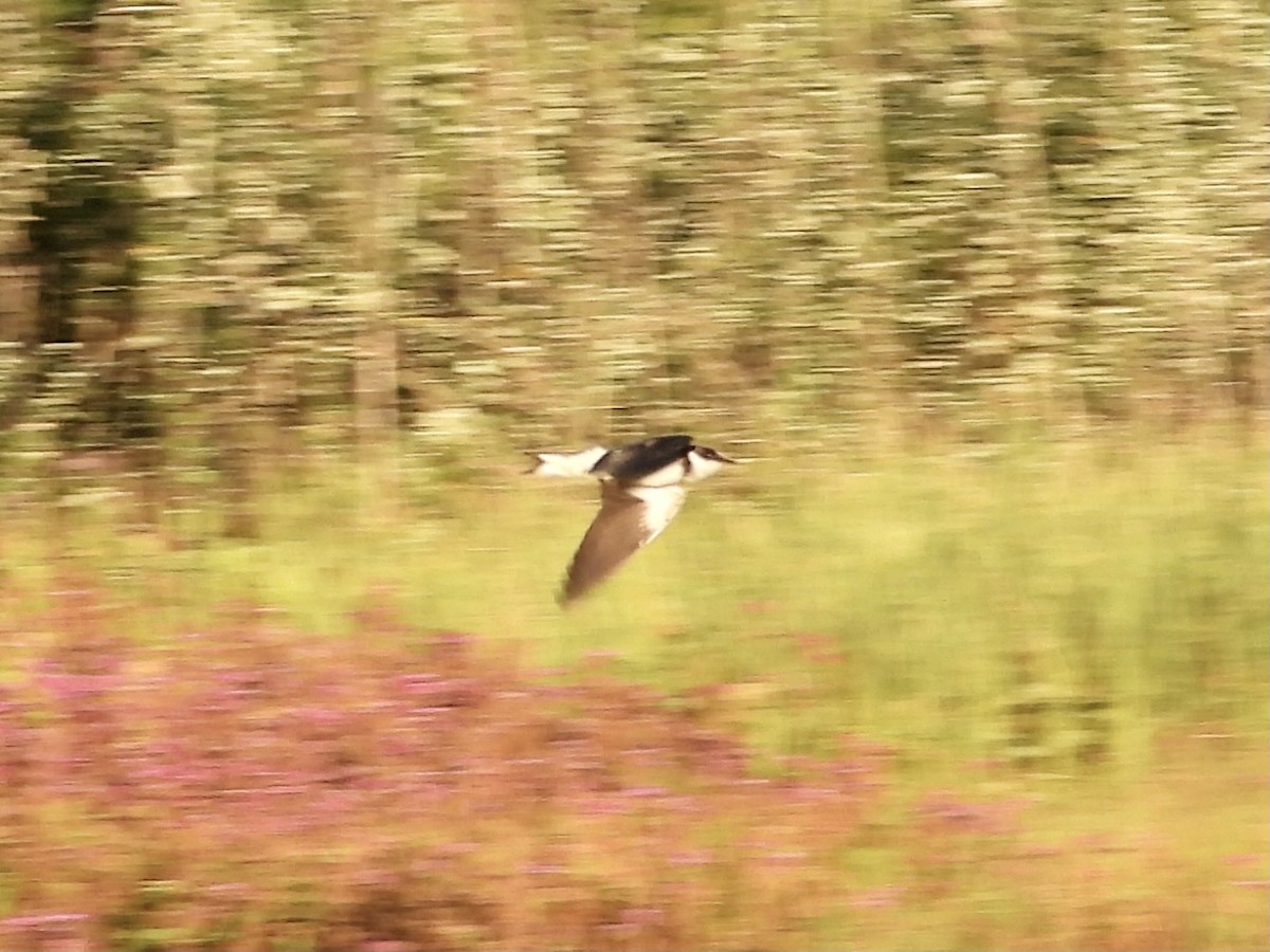 White-throated Swallow - ML319158451