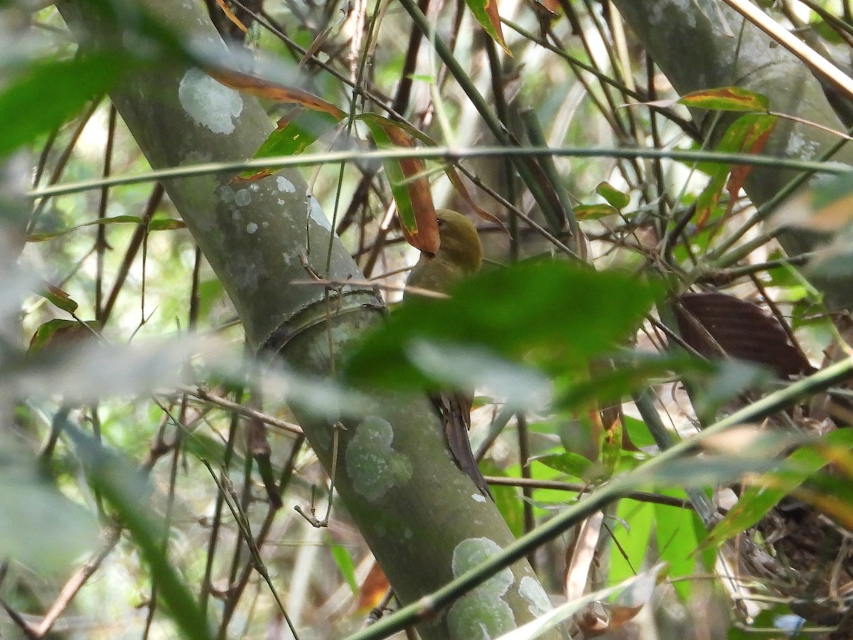 Bamboo Woodpecker - Ben Weil