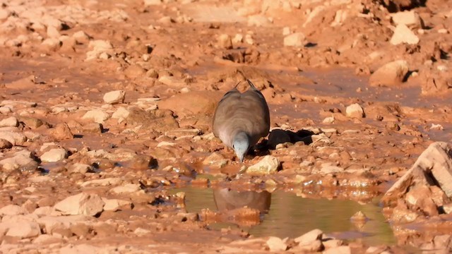 Blue-spotted Wood-Dove - ML319159121