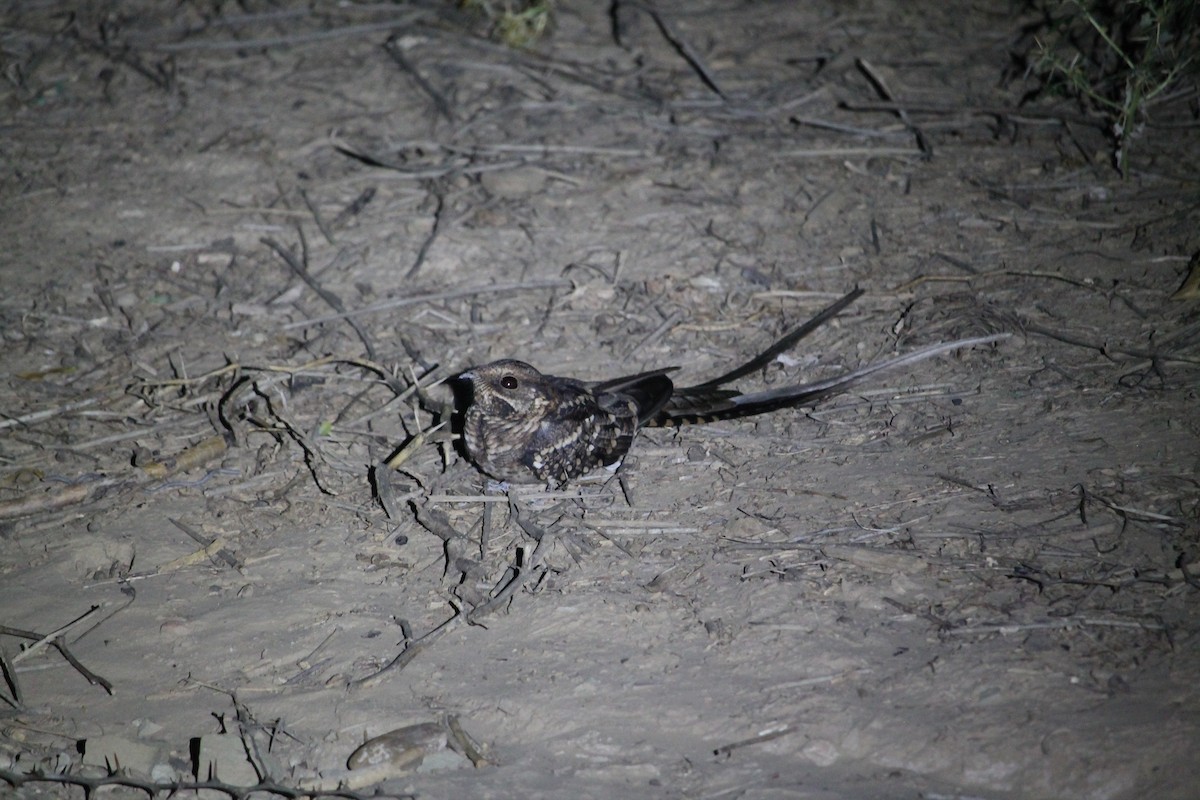 Scissor-tailed Nightjar - ML319159151