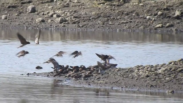 Hirondelle fluviatile - ML319160351