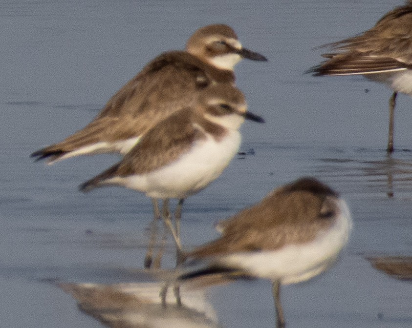 Greater Sand-Plover - Prashant Nikam Patil