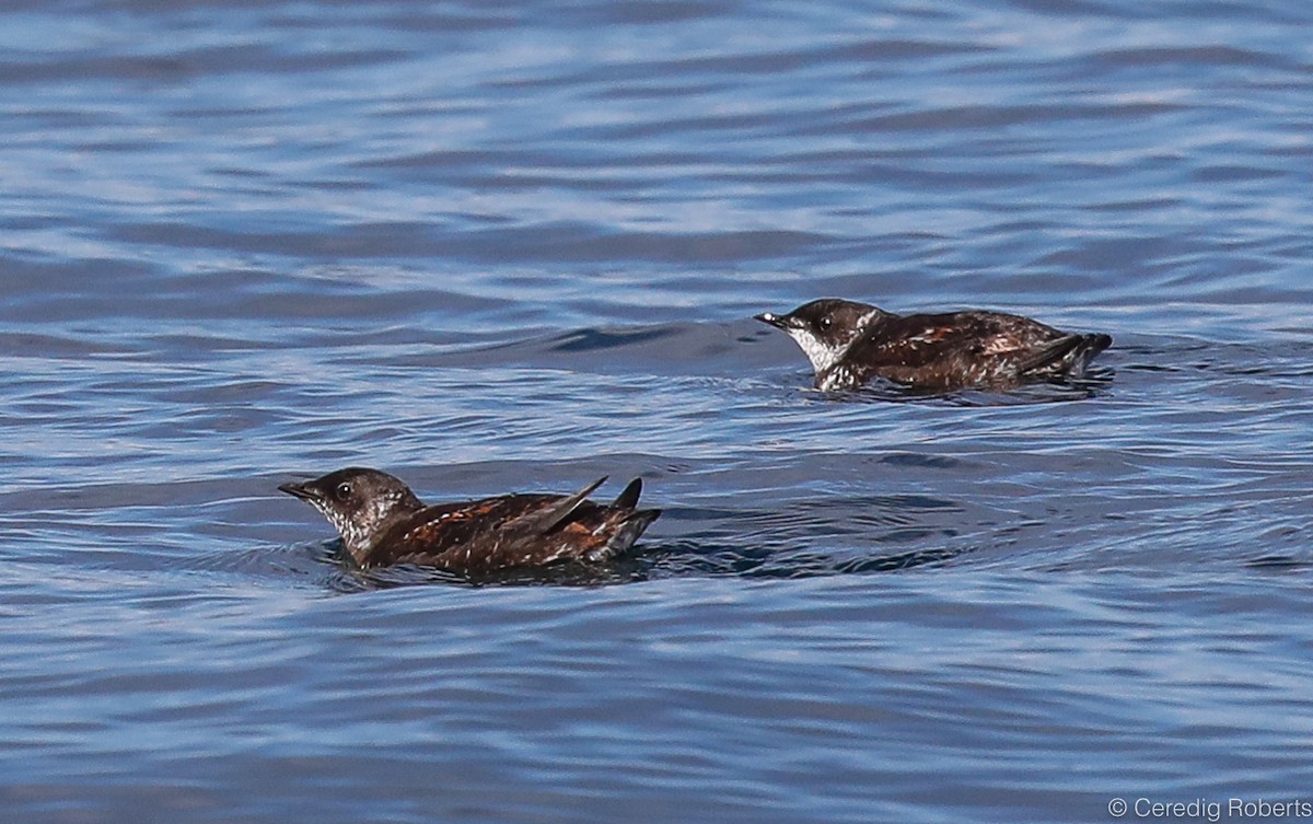 Marbled Murrelet - Ceredig  Roberts