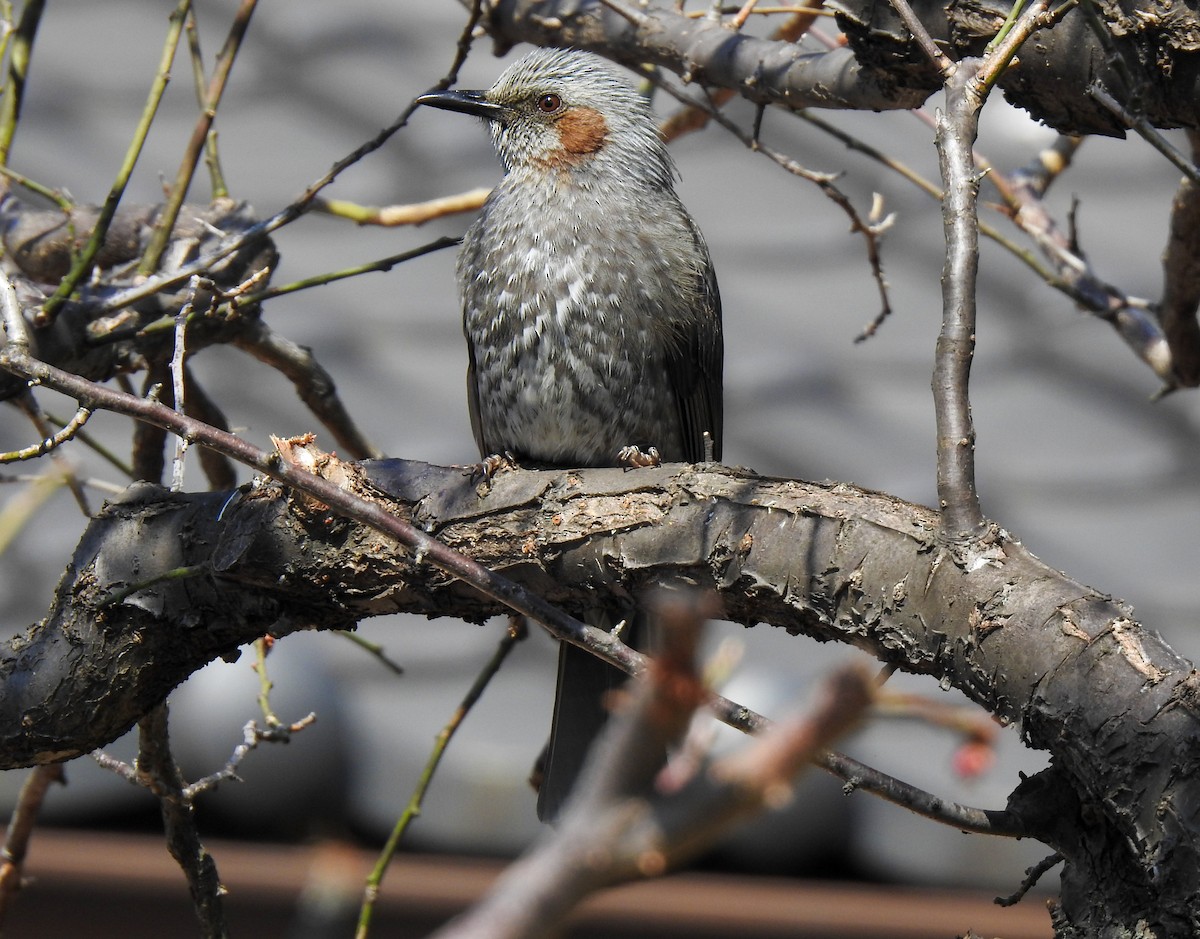 Brown-eared Bulbul - ML319161931