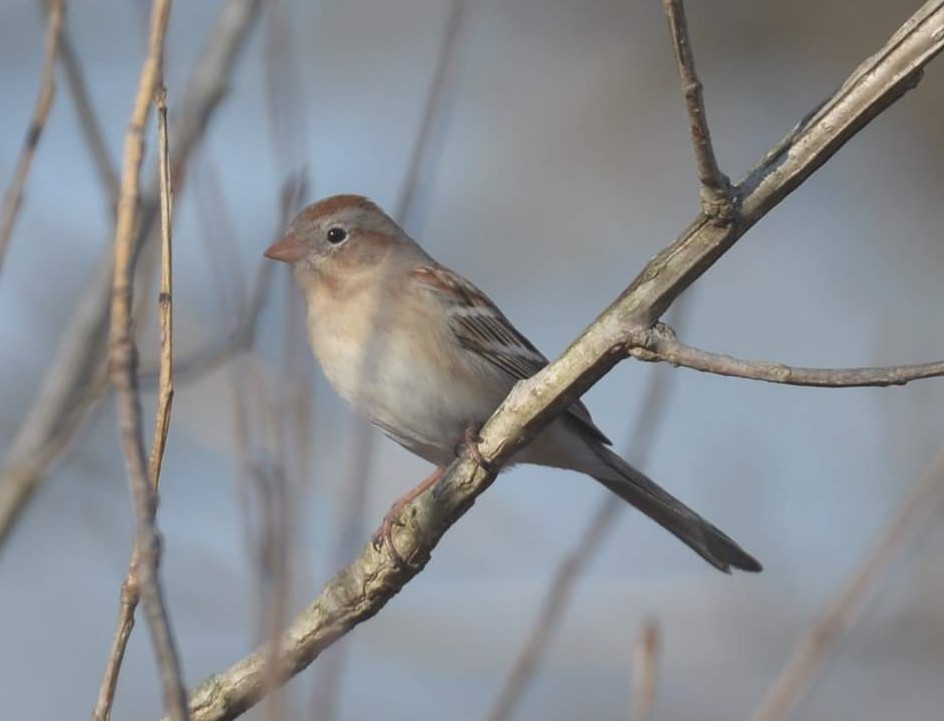 Field Sparrow - Daniel DeLapp