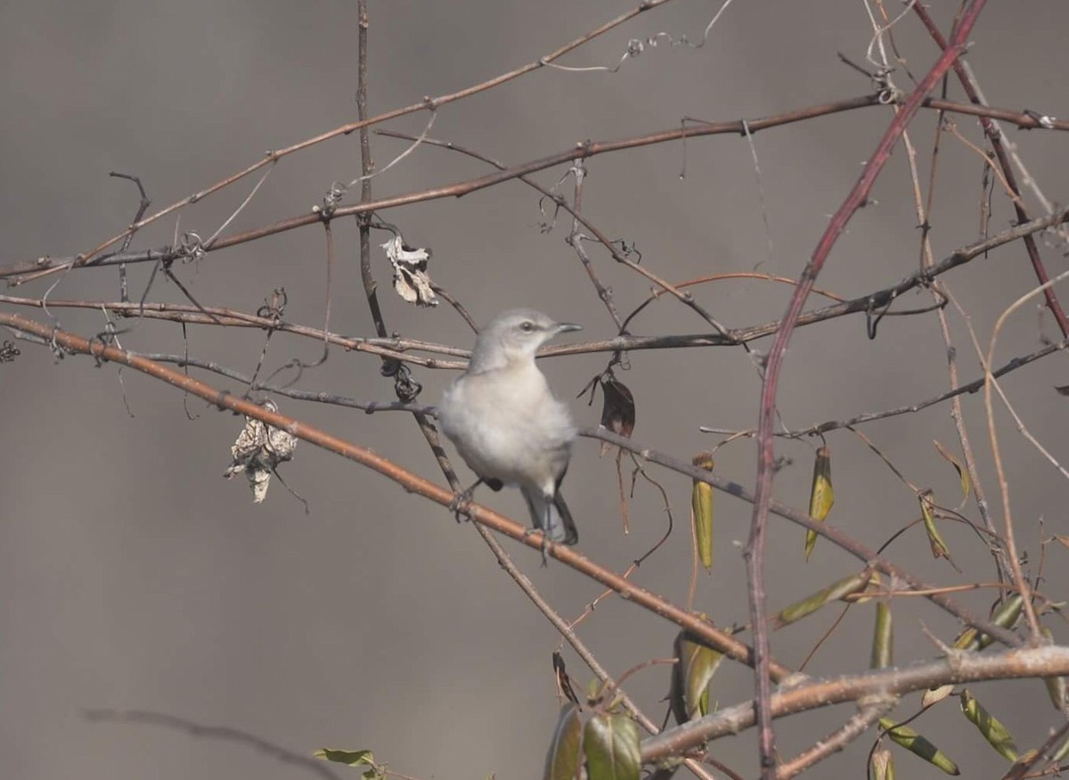 Northern Mockingbird - ML319162601