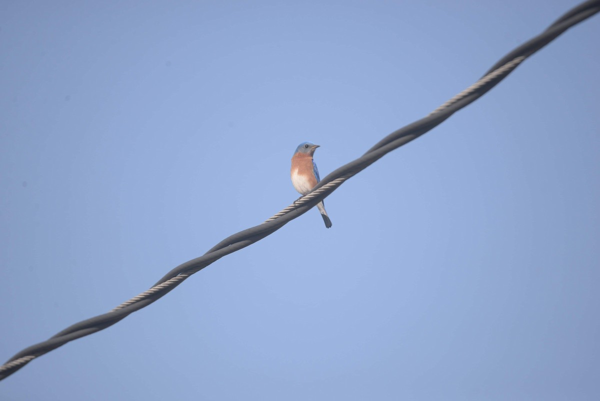 Eastern Bluebird - ML319162631