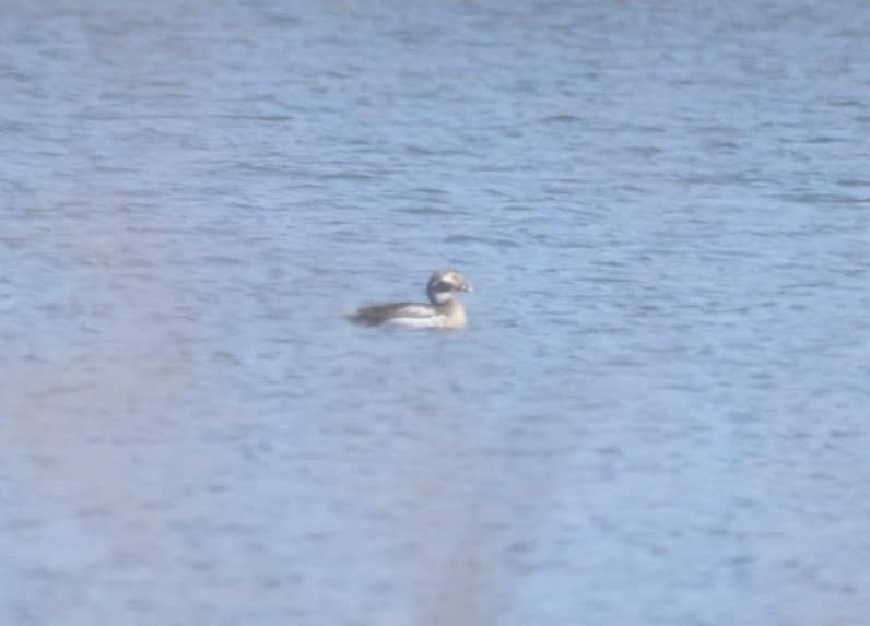 Long-tailed Duck - ML319163651